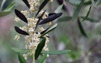 OLIVE (Ulivo)